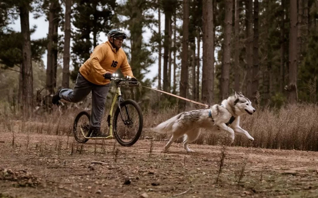 A rider on a footbike on a forest trail